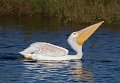 _5SB5269 american white pelican